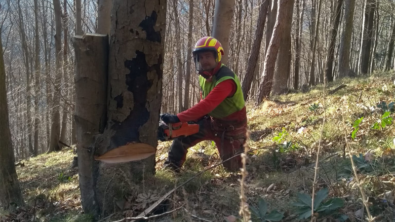 Baum fällen